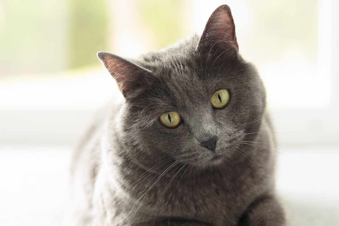 View of Feline Arthritis Management Tips - Cat Arthritis Resources & Education